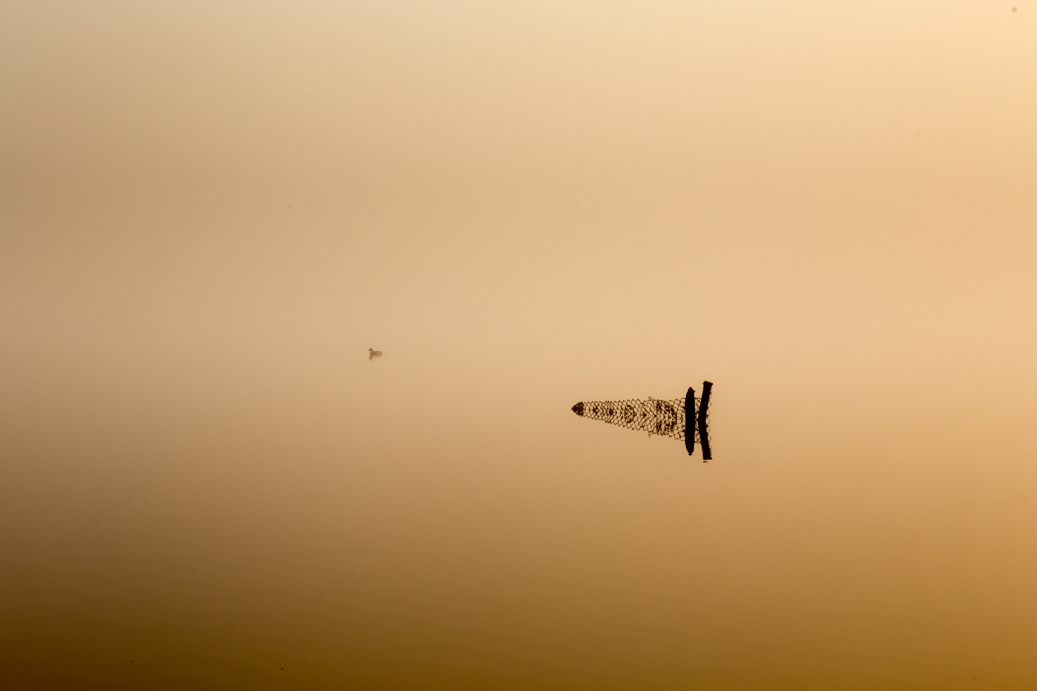 Duck in sunrise reflection